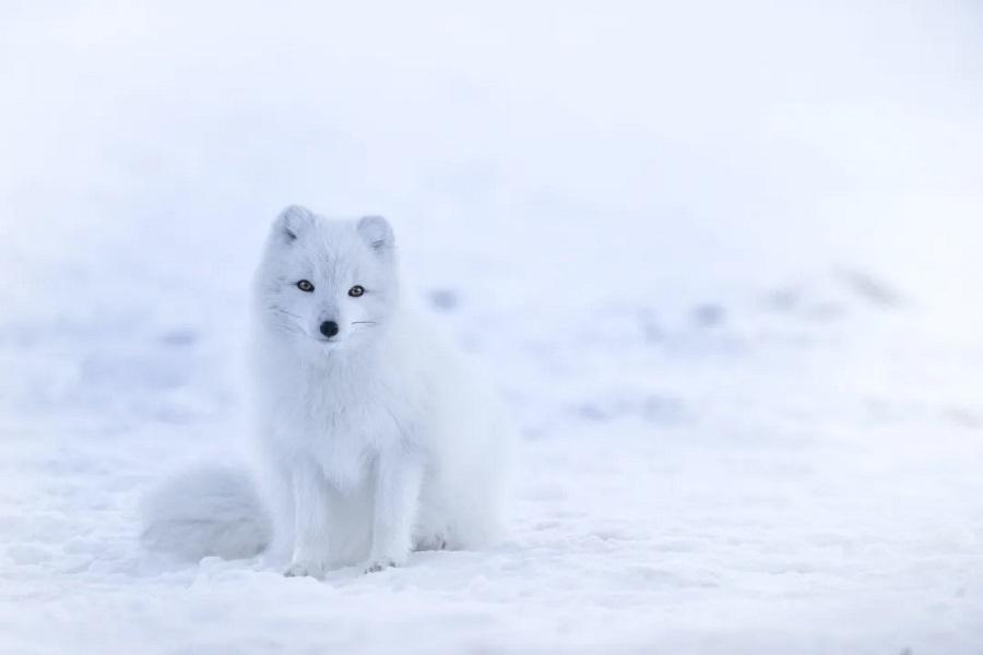 Interesting facts about Arctic animals