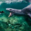 A leopard seal chases a penguin in Antarctica