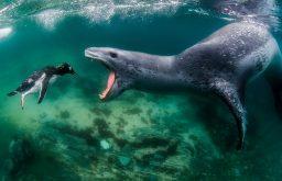 A leopard seal chases a penguin in Antarctica