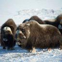 A group of musk oxen