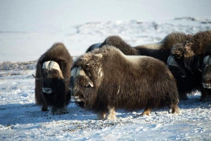 A group of musk oxen