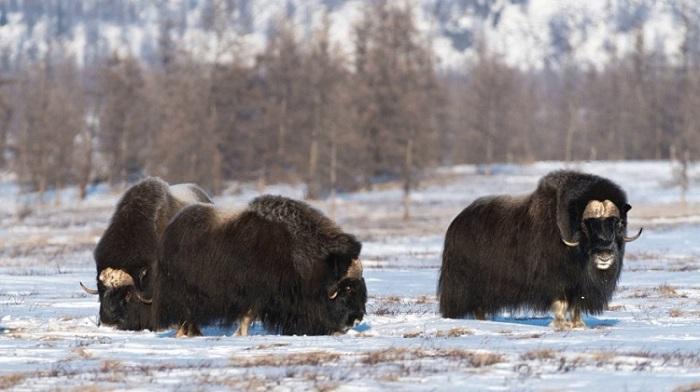 Musk oxen have been counted in the Arctic zone of Yakutia