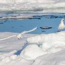 Marine ecosystems of the Arctic seas