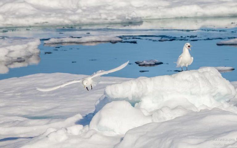 Чайки в арктическом море