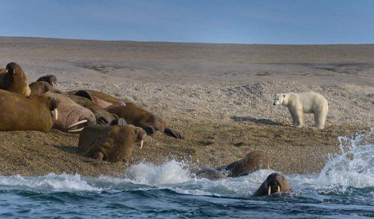 Marine ecosystems of the Arctic seas